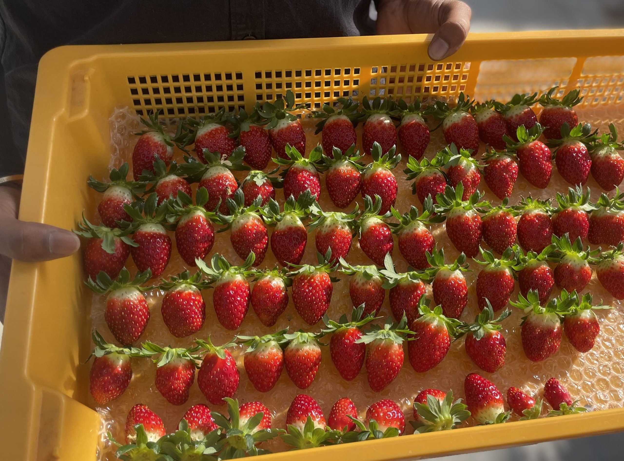 ミガキイチゴのアップ